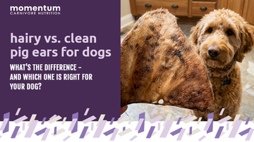hairy vs. clean pig ears for dogs: what's the difference - and which is right for your dog