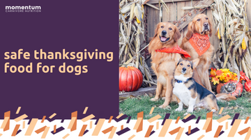 Safe Thanksgiving Food for Dogs