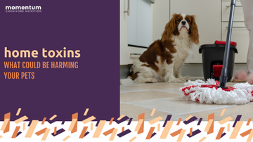 Secret Toxins in Your Home that may be Harming Your Pet