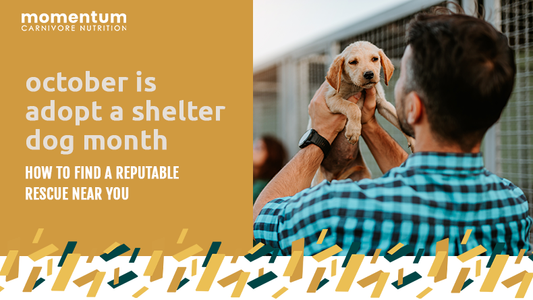 man holding puppy up at shelter to adopt from