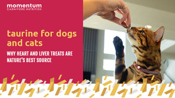 Cat enjoying Momentum Carnivore Nutrition freeze-dried heart treat rich in taurine