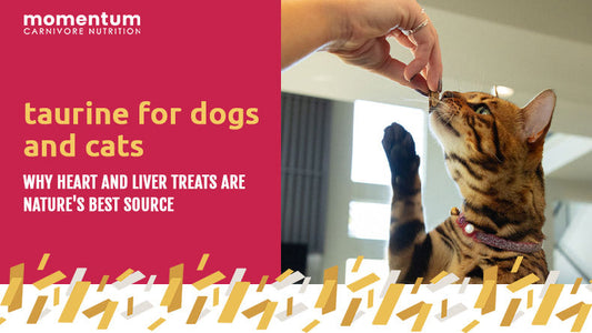 Cat enjoying Momentum Carnivore Nutrition freeze-dried heart treat rich in taurine