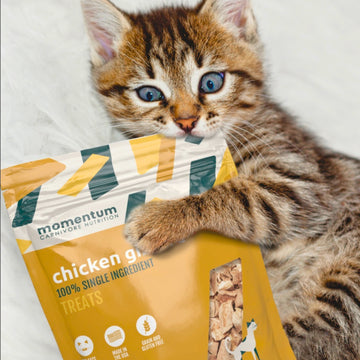 Cat eating momentum carnivore nutrition chicken gizzard cat treats. Great for cats of all ages and breeds.  Single ingredient cat treats they'll love. 