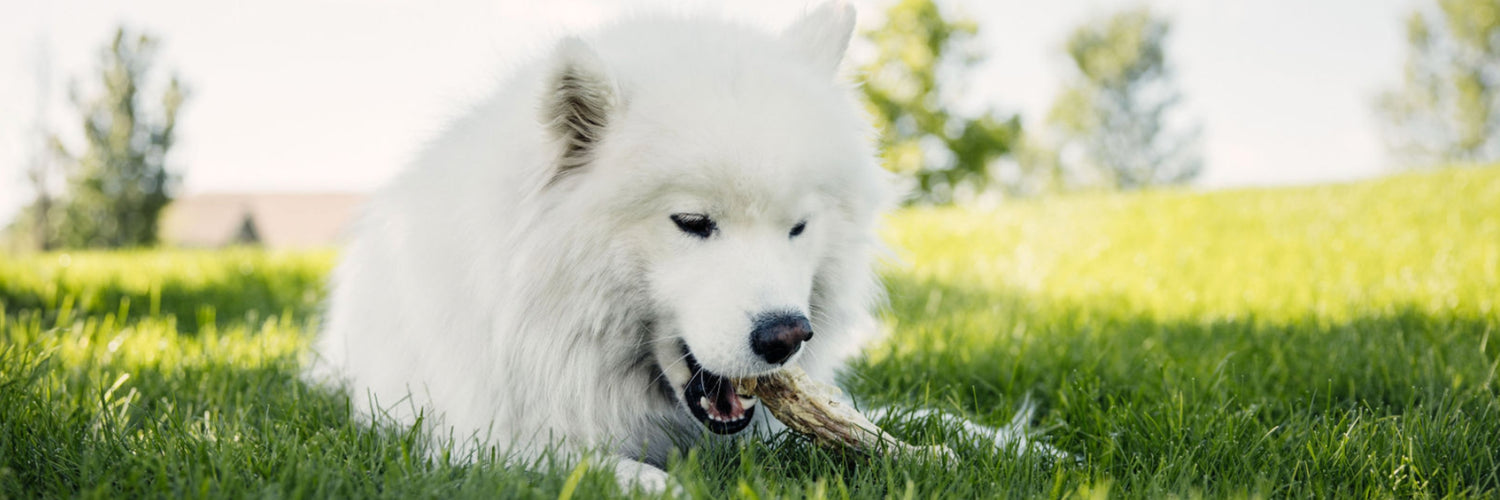 Momentum carnivore nutrition dehydrated, freeze-dried bulk chews. These dog and cat chews are great for dental hygiene, protein, and pets with sensitive stomachs.  Try our chews  today