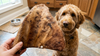Freeze-Dried Hairy Pig Ear Dog Chews | B2G1 Free Through June – MUST ADD 3 TO CART TO GET FREE PRODUCT