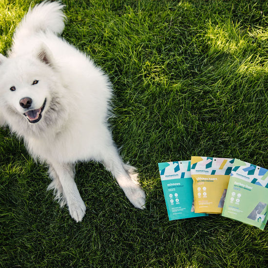 Dog enjoying Momentum freeze-dried turkey liver treats single ingredient novel protein snack