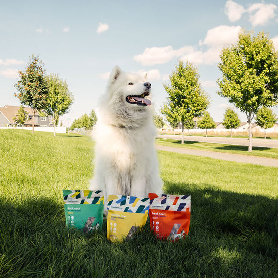 Dog enjoying Momentum freeze-dried chicken liver treats single ingredient high protein snack