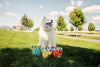 Dog enjoying Momentum freeze-dried chicken liver treats single ingredient high protein snack