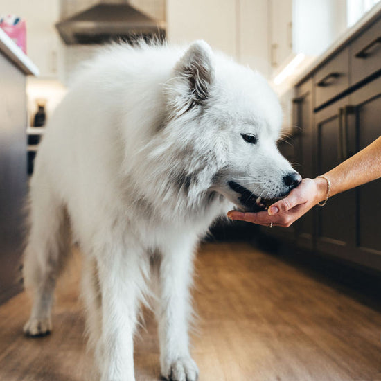 Dog enjoying Momentum freeze-dried wild caught salmon treats single ingredient omega-3 novel protein