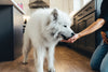 Dog enjoying Momentum freeze-dried chicken breast treats single ingredient high protein snack