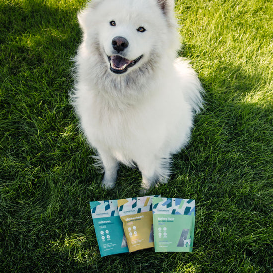 Dog enjoying Momentum freeze-dried turkey liver treats single ingredient novel protein snack