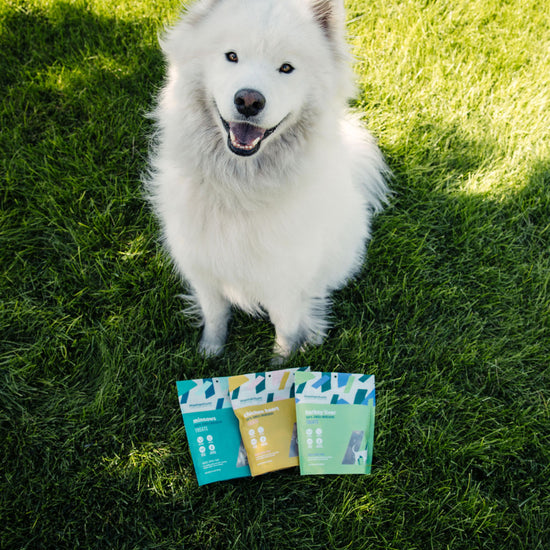 Dog being rewarded with Momentum freeze-dried minnow treats during training session