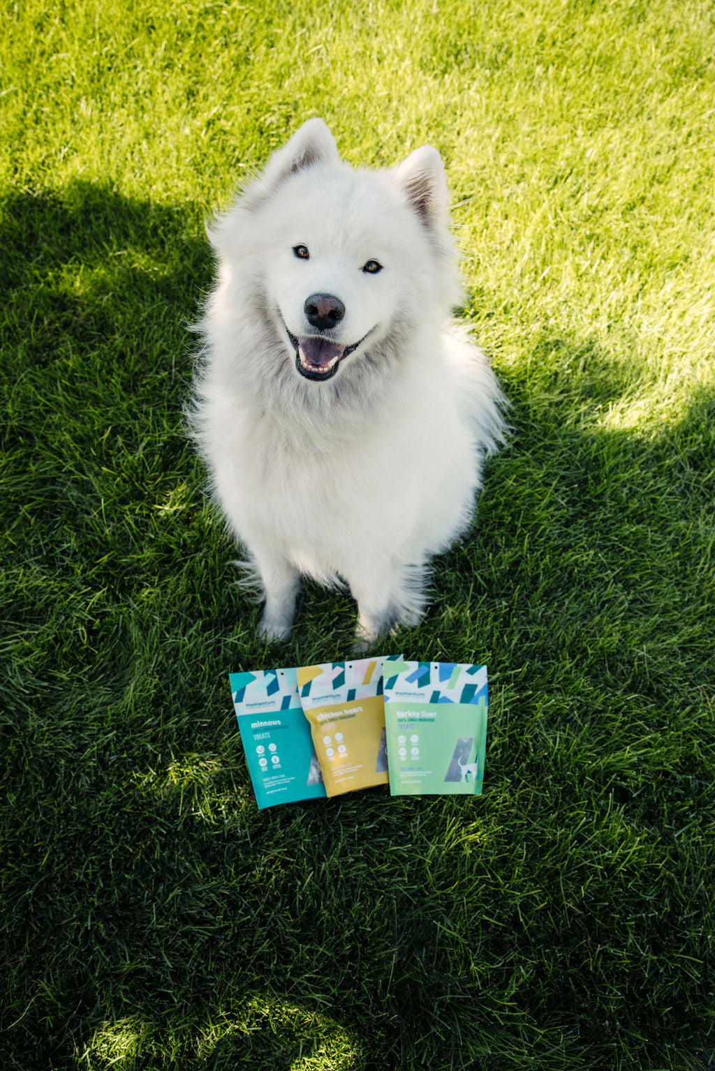 Dog being rewarded with Momentum freeze-dried minnow treats during training session