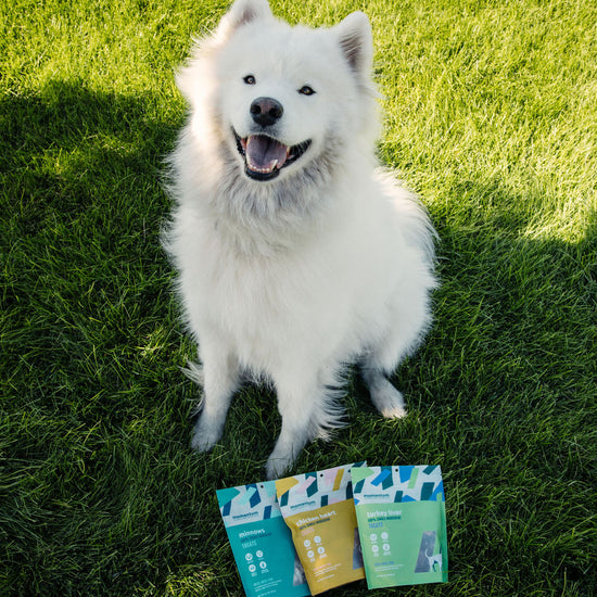 Dog enjoying Momentum freeze-dried chicken heart treats single ingredient high protein snack
