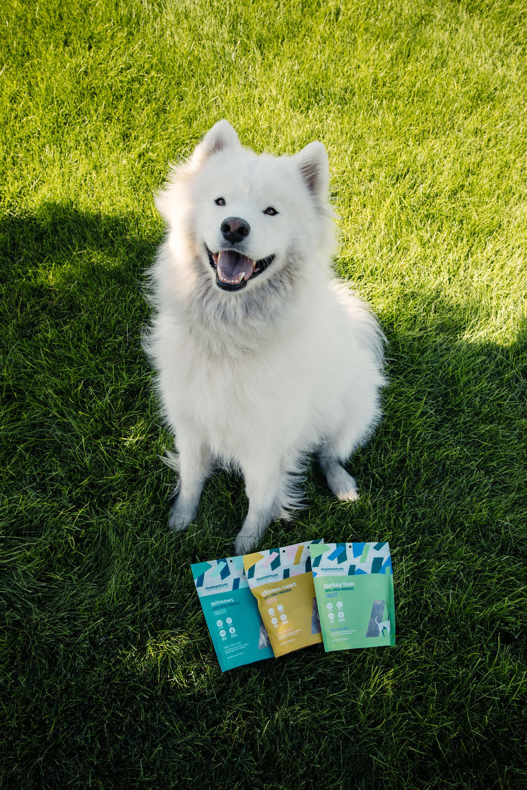Dog enjoying Momentum freeze-dried chicken heart treats single ingredient high protein snack
