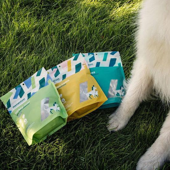 Dog enjoying Momentum freeze-dried turkey liver treats single ingredient novel protein snack