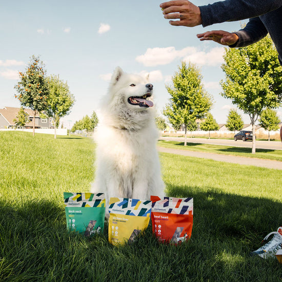 Dog enjoying Momentum freeze-dried beef heart treats single ingredient high protein snack