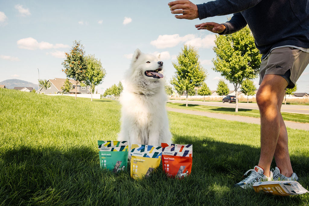 Dog enjoying Momentum freeze-dried beef heart treats single ingredient high protein snack