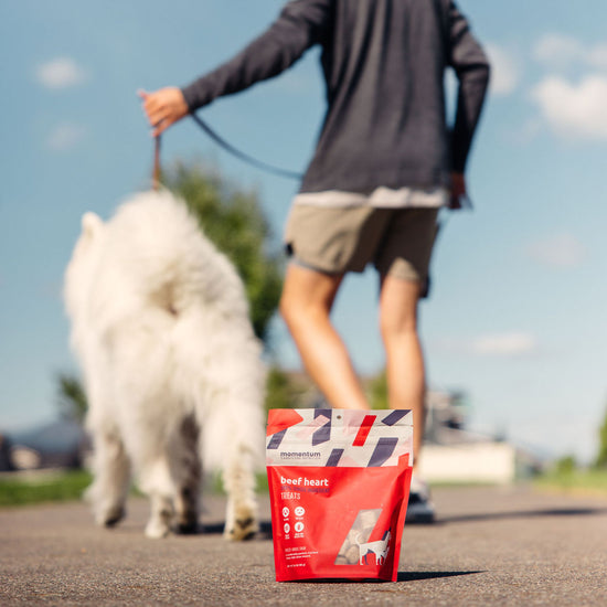 Dog enjoying Momentum freeze-dried beef heart treats single ingredient high protein snack