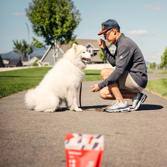 Dog enjoying Momentum freeze-dried beef heart treats single ingredient high protein snack
