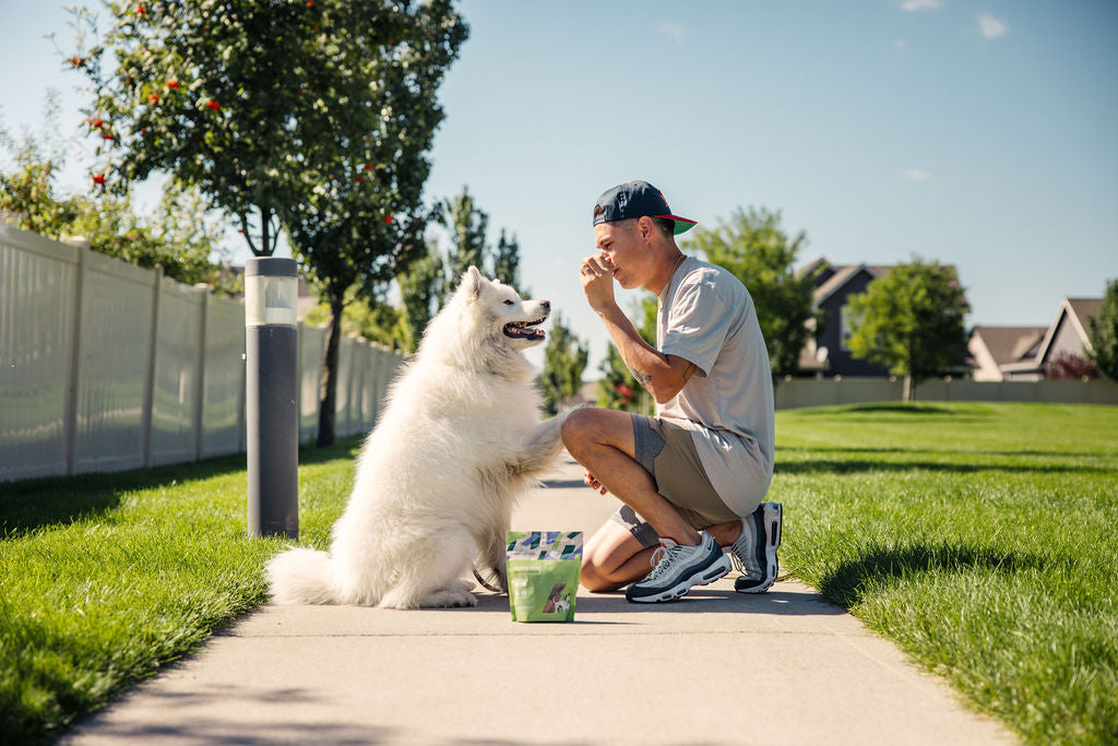 Dog being rewarded with Momentum freeze-dried turkey liver treats during training session