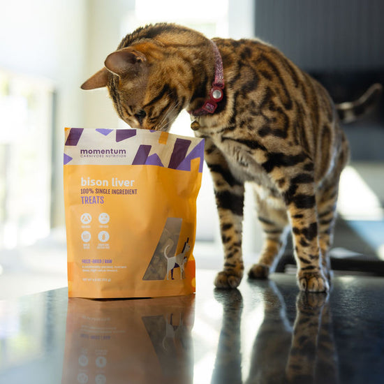 Cat enjoying Momentum single ingredient freeze-dried bison liver treats
