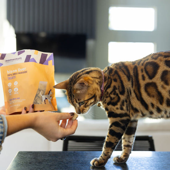 Pet owner treating cat with Momentum freeze-dried bison liver single ingredient treats