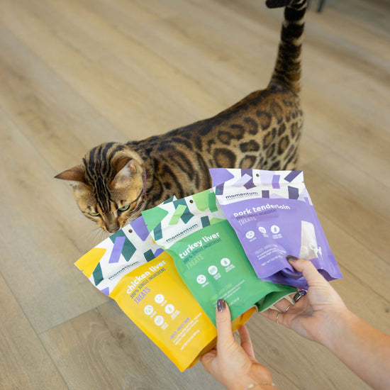 Cat enjoying Momentum single ingredient freeze-dried turkey liver treats novel protein