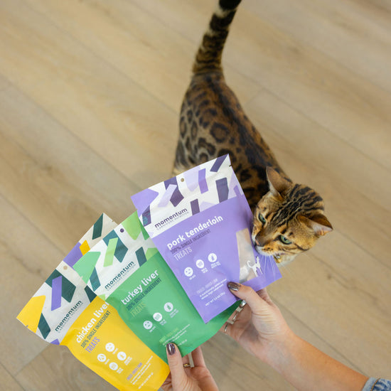 Cat enjoying Momentum single ingredient freeze-dried pork tenderloin treats novel protein