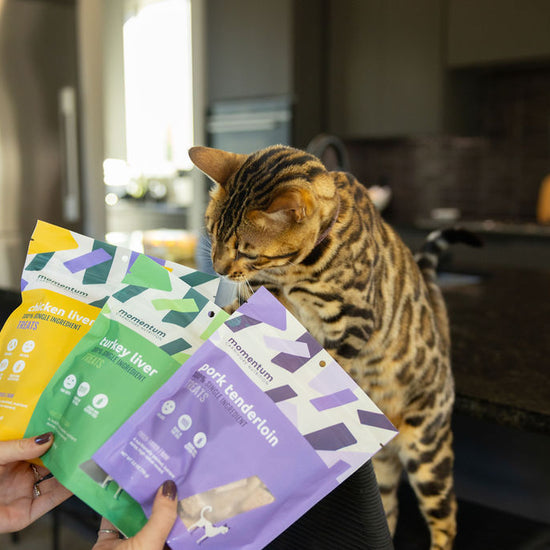 Cat enjoying Momentum single ingredient freeze-dried pork tenderloin treats novel protein