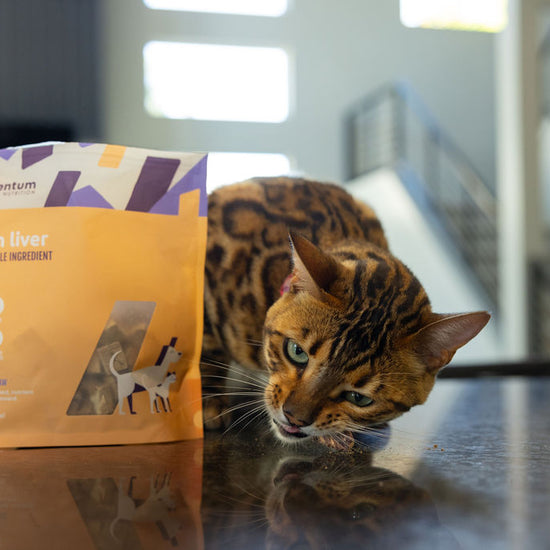 Cat enjoying Momentum freeze-dried bison liver treats single ingredient high protein snack