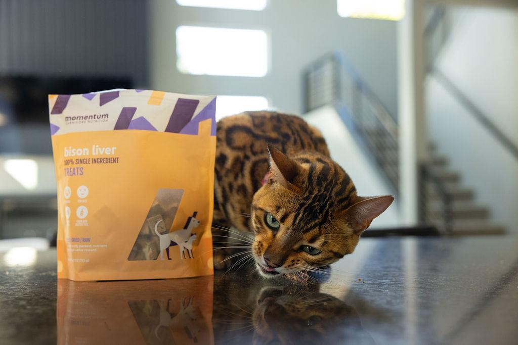 Cat enjoying Momentum freeze-dried bison liver treats single ingredient high protein snack