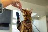 owner giving cat high value training treat 