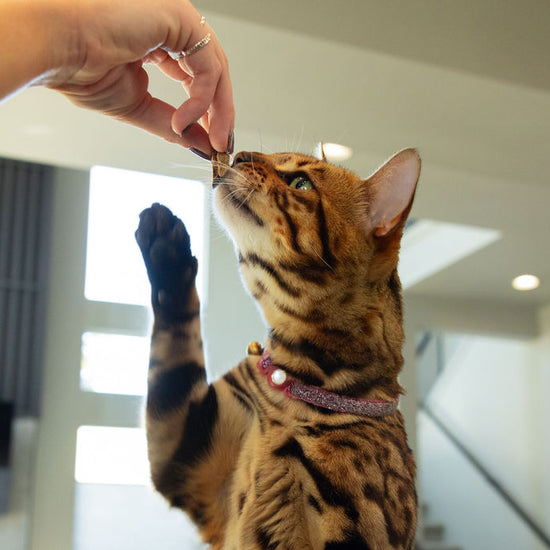 owner giving cat high value limited ingredient training treat