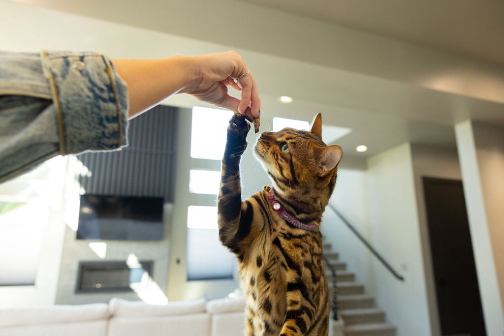 Freeze-Dried Wild-Caught Salmon Treats for Dogs & Cats | Momentum