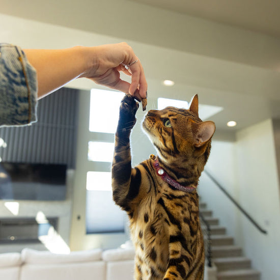 Cat enjoying Momentum single ingredient freeze-dried wild caught salmon treats rich in omega-3