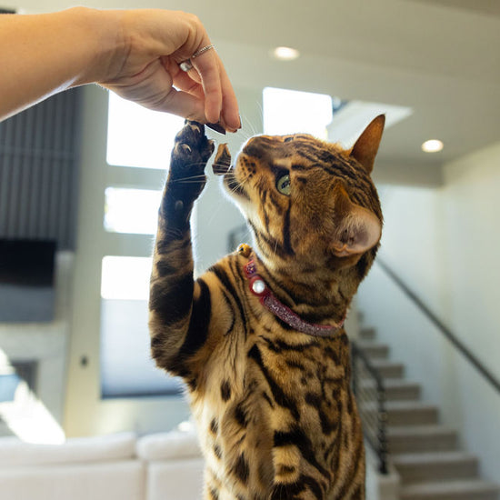 Cat enjoying Momentum single ingredient freeze-dried chicken liver treats rich in vitamins