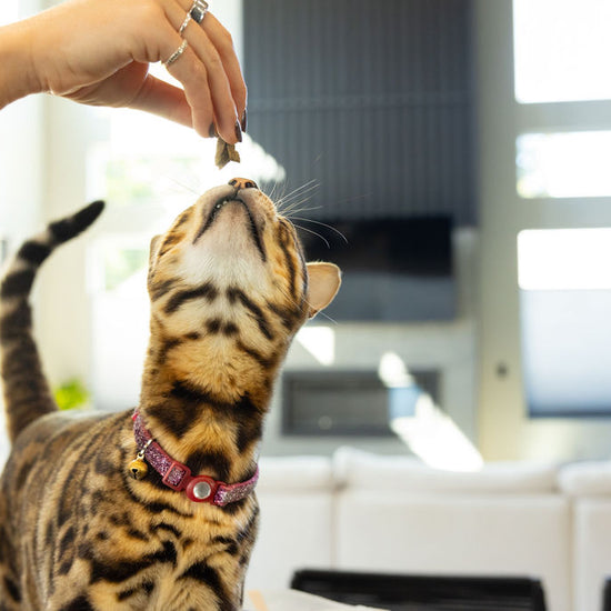 Cat enjoying Momentum freeze-dried beef liver treats single ingredient high protein snack