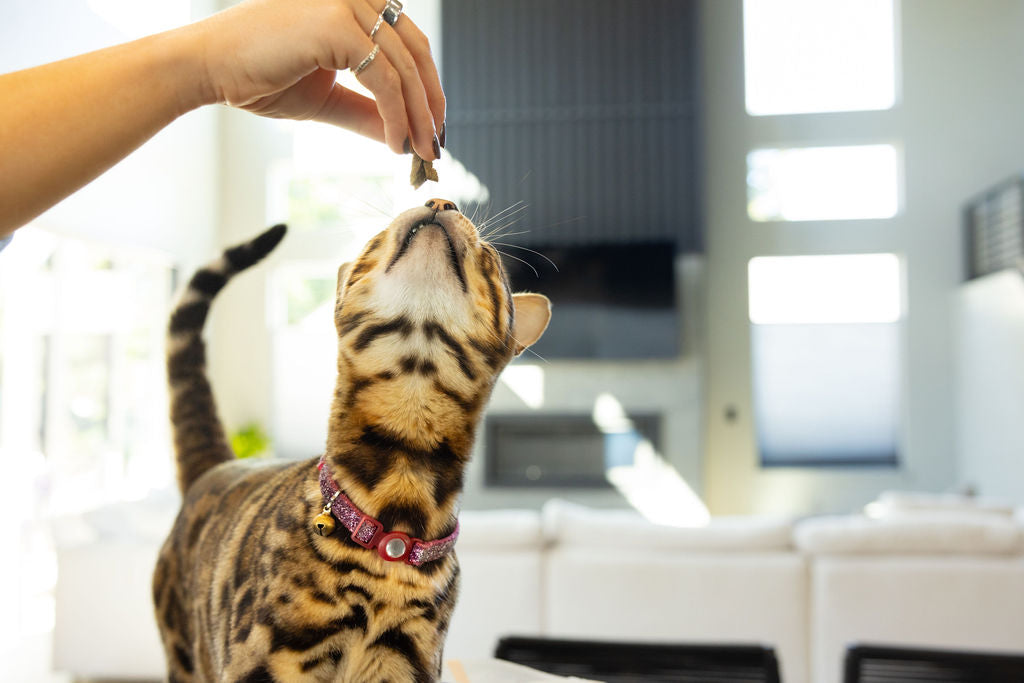 Pet owner rewarding cat with Momentum freeze-dried chicken breast single ingredient treats