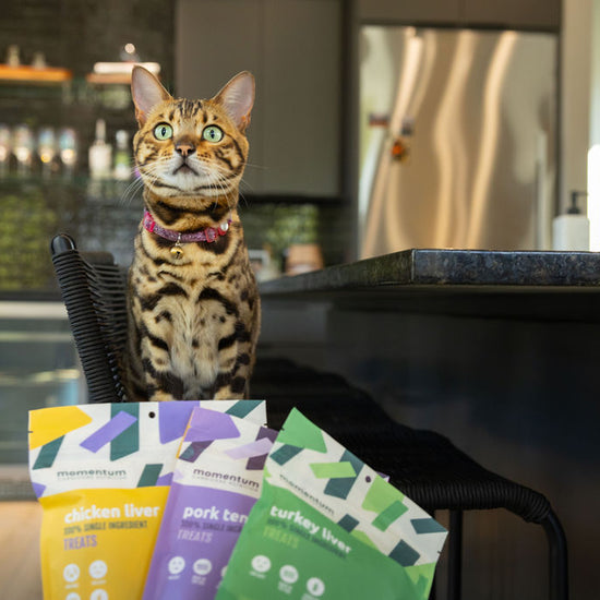 Cat enjoying Momentum single ingredient freeze-dried chicken liver treats rich in vitamins