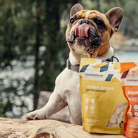 Dog enjoying Momentum freeze-dried chicken breast treats single ingredient high protein snack