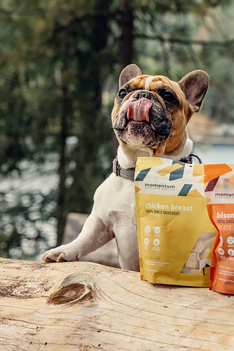 Dog enjoying Momentum freeze-dried chicken breast treats single ingredient high protein snack