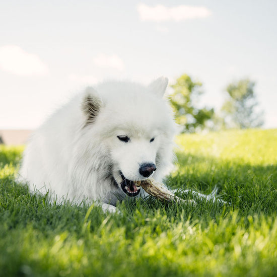 Dog enjoying Momentum freeze-dried turkey neck chew single ingredient long-lasting joint support