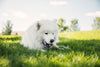 Dog enjoying Momentum freeze-dried turkey neck chew single ingredient long-lasting joint support