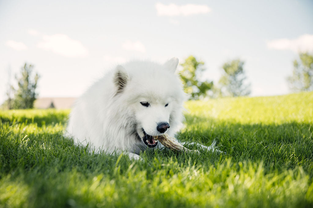 Dog enjoying Momentum freeze-dried turkey neck chew single ingredient long-lasting joint support