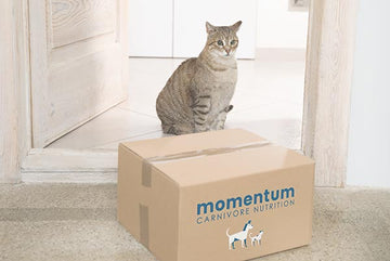Cat On a Box