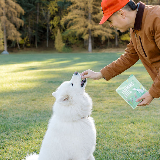 Person in a red cap and brown jacket interacting with a white dog on grass with trees in the background
