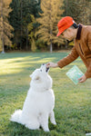 Person in a red cap and brown jacket interacting with a white dog on grass with trees in the background