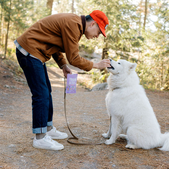 Man in a brown jacket and red cap interacting with a white dog on a forest path.