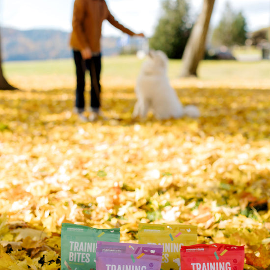 Momentum freeze-dried turkey training bites single ingredient high protein treat with man and dog outside in leaves.
